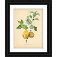 Thomas Andrew Knight Crna Ornate Wood Framed Double Matted Museum Art Print pod nazivom - Hagloe Crab