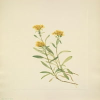 American Wild Cvijeće Siteddle Goldenrod Poster Print Mary V. Walcott